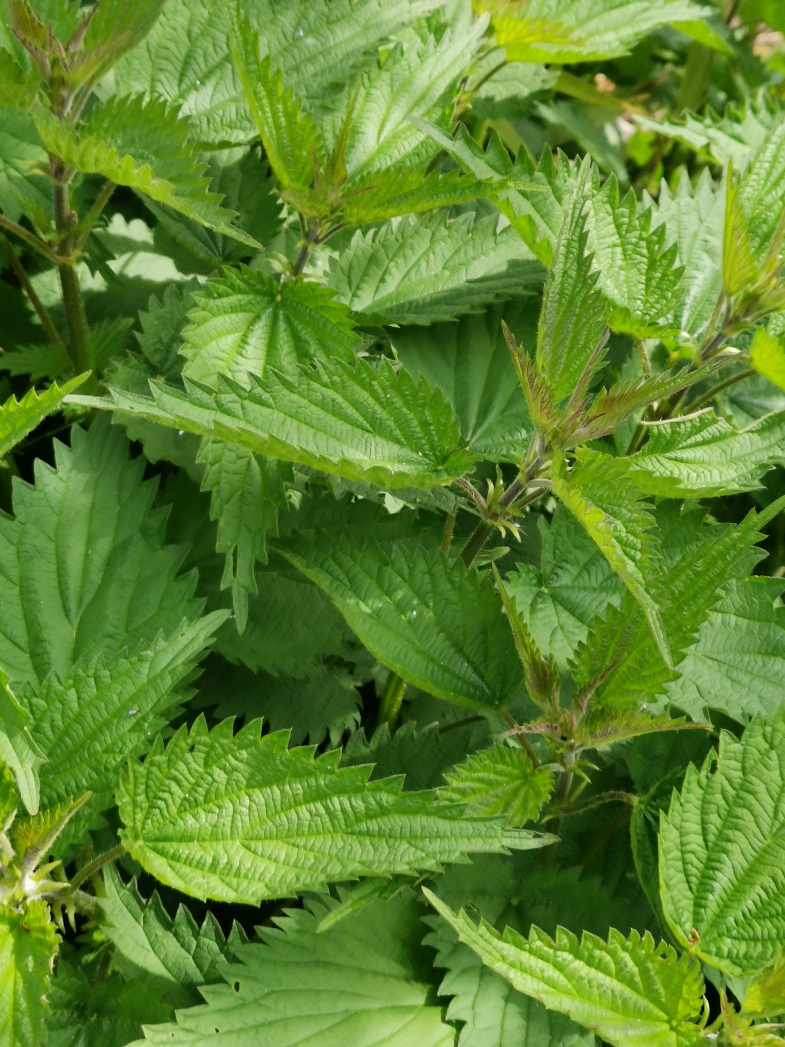 Wildkräuterführung Wildkräuterführung