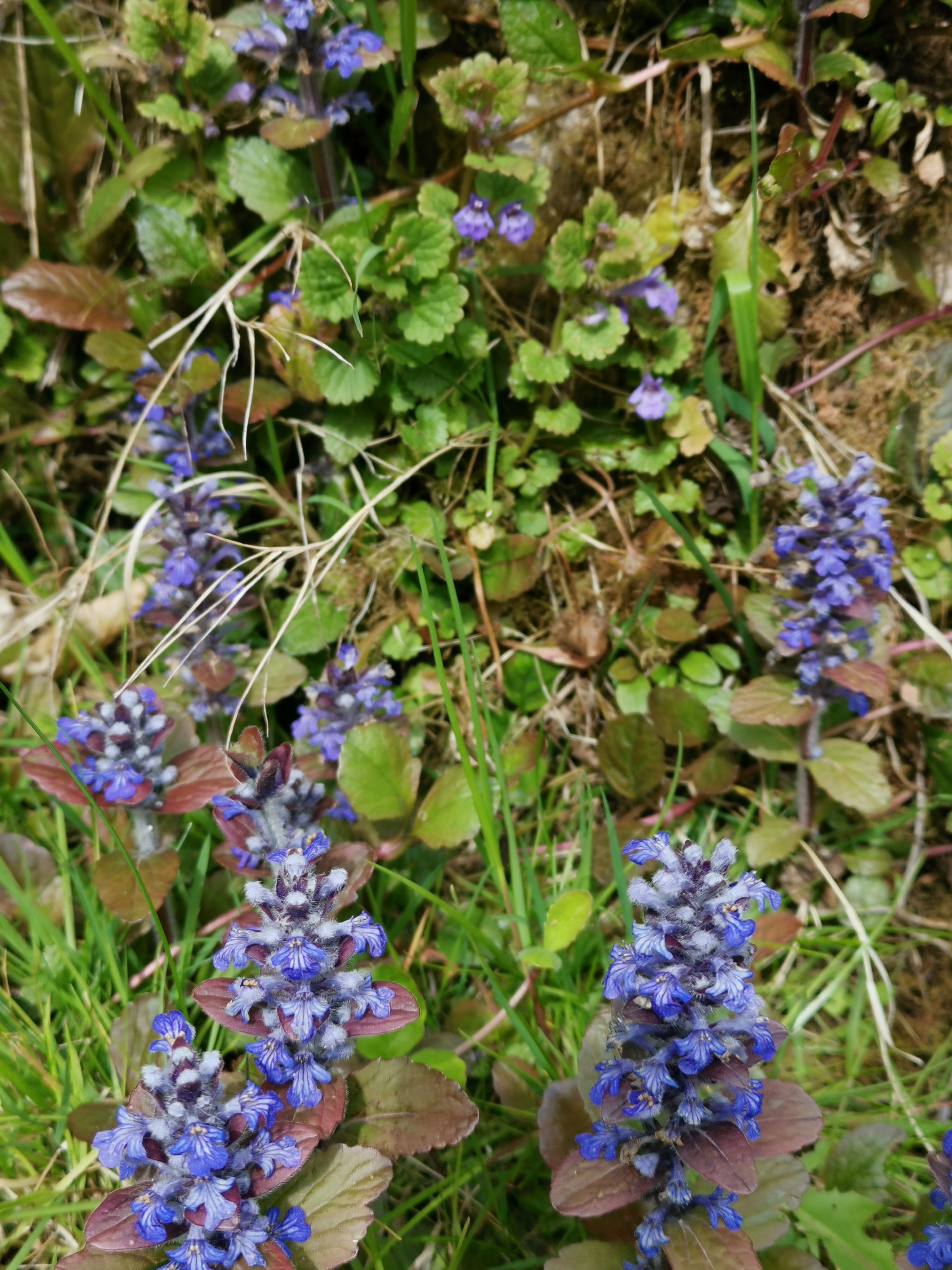 Wildkräuterführung 