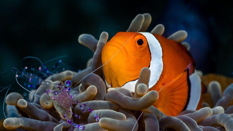 Sealife